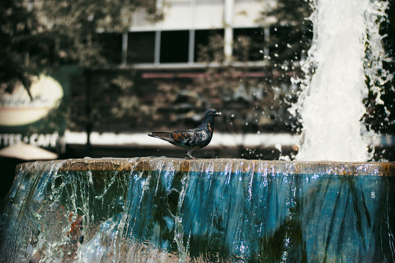 Bird perching on a fountain