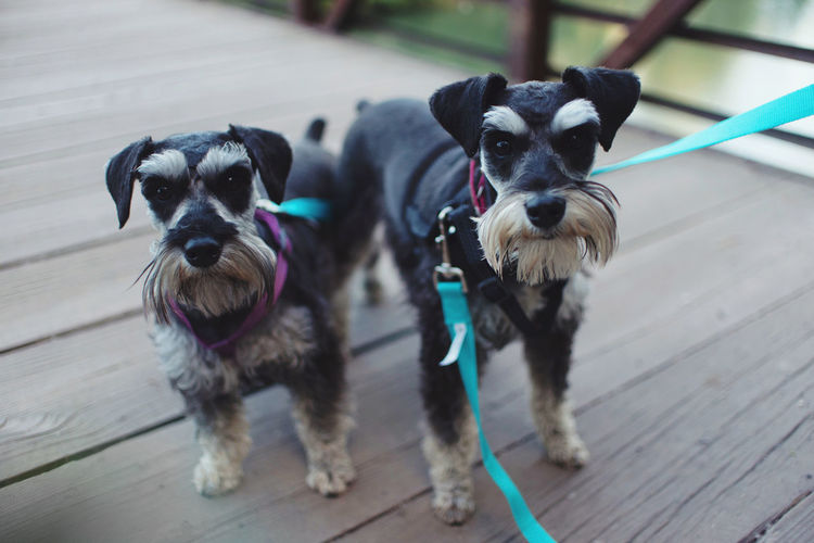 Portrait of schnauzers standing on boardwalk
