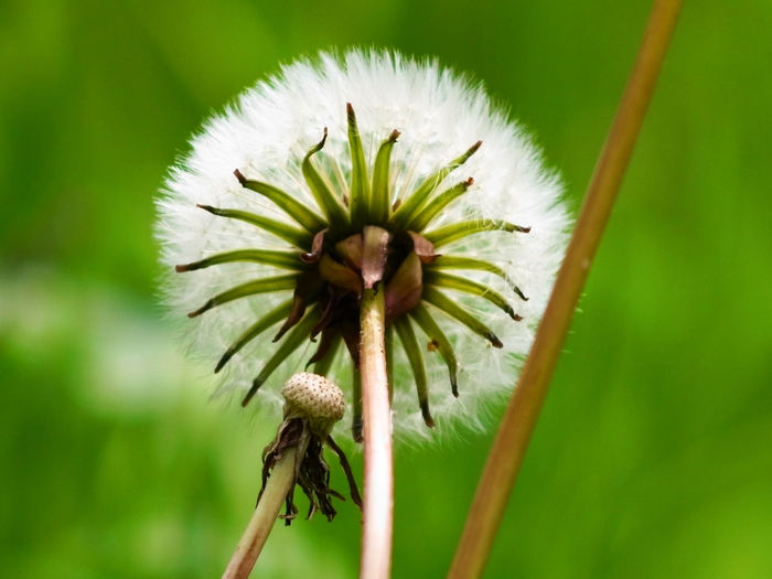 Close-up of dandelion flower on land