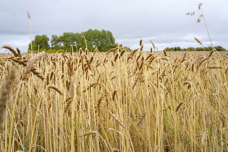 agriculture