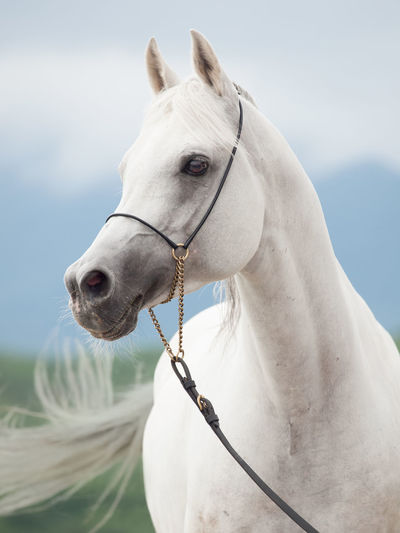 Close-up of horse standing against sky