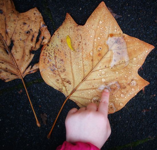 Close-up of hand holding maple leaf