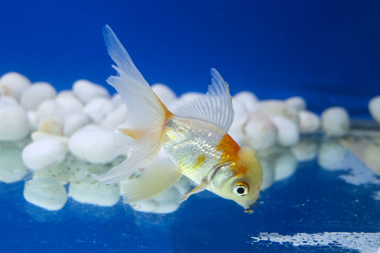 Close-up of fish swimming in aquarium