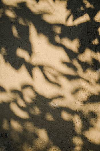 Shadow of tree on wall