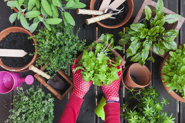 Woman's hands planting herbs on terrace