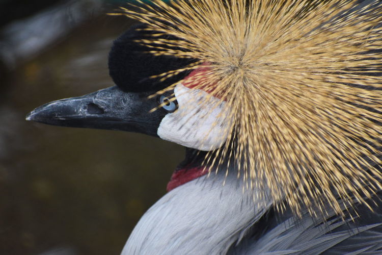 Close-up of grey crowned crane