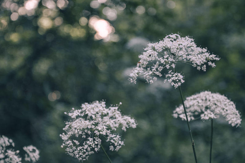 Close-up of white flowering plant