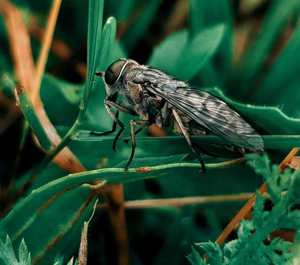 Close-up of insect perching on leaf