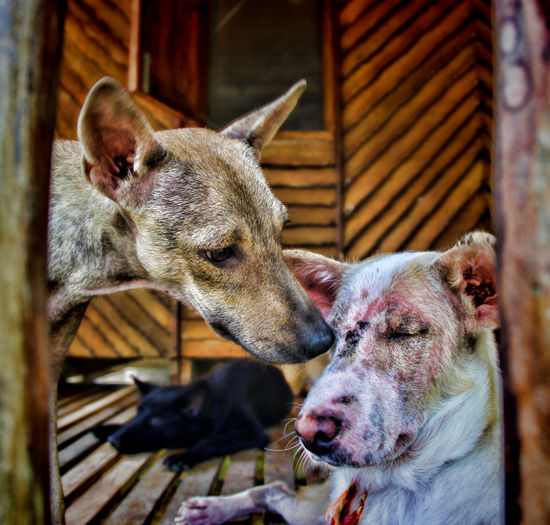 Distressed ill stray dogs resting under shelter