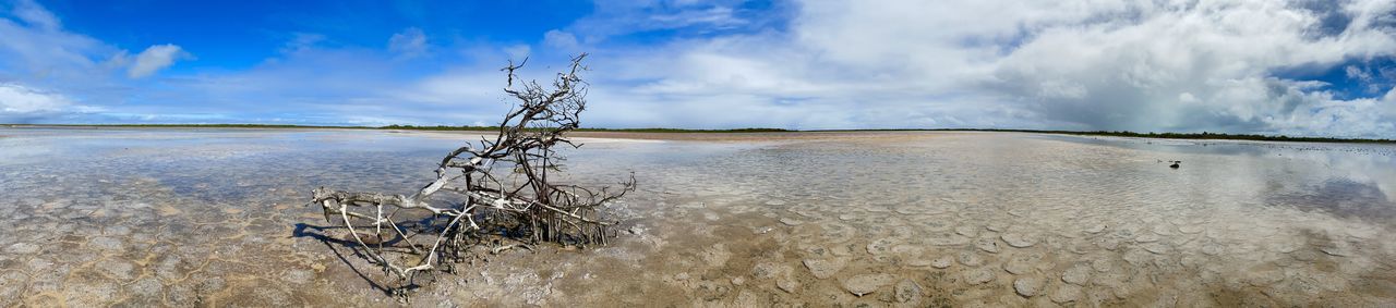 Panoramic view of driftwood on beach against sky