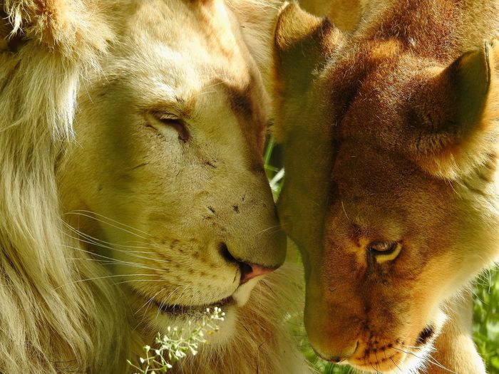 Close-up of lions