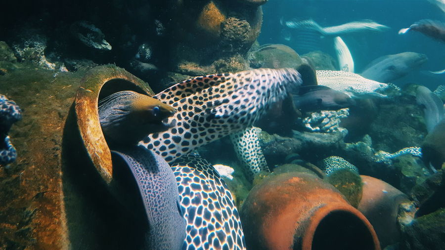 Moray eel swimming in sea