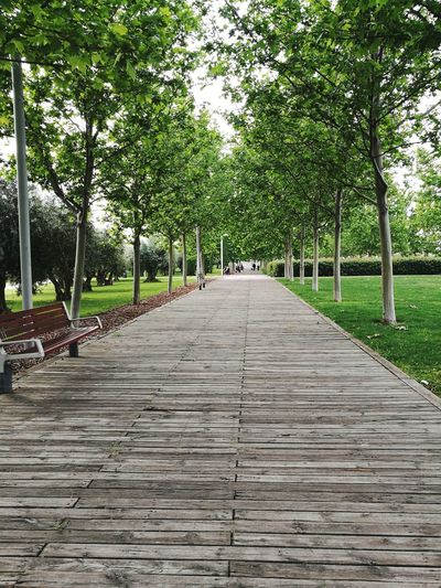 Empty walkway amidst trees in park