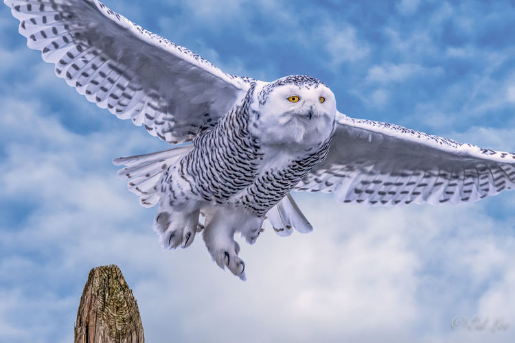 Flying snowy owl 