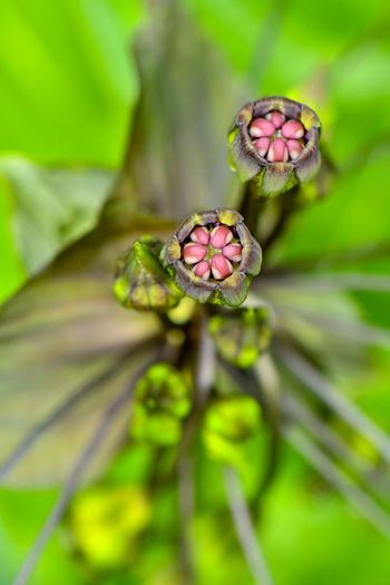 Close-up of pink flower bud