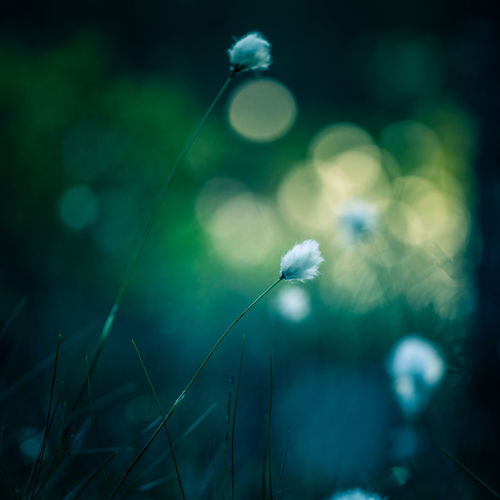 A beautiful cotton-grass heads in the warm sunset light. white fluffy cotton-grass flowers.