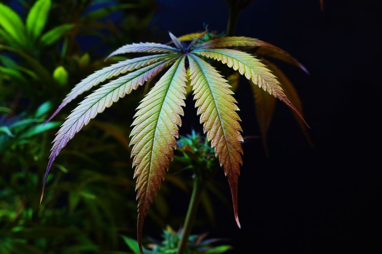 Close-up of marijuana plant at night