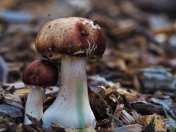 Close-up of mushrooms