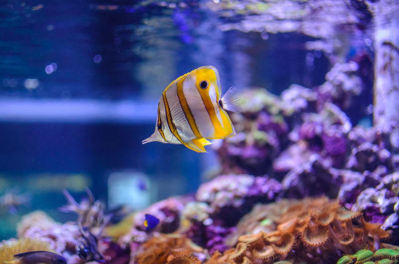 Close-up of yellow fish swimming in aquarium
