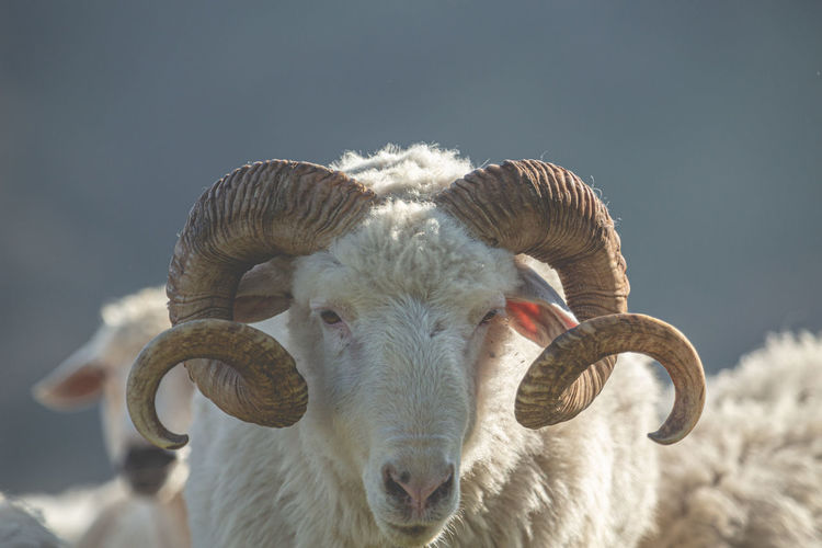 Ram with big horns
