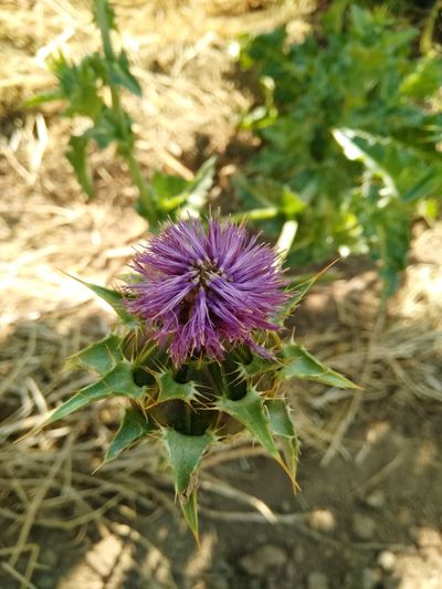 Close-up of purple flowering plant on land