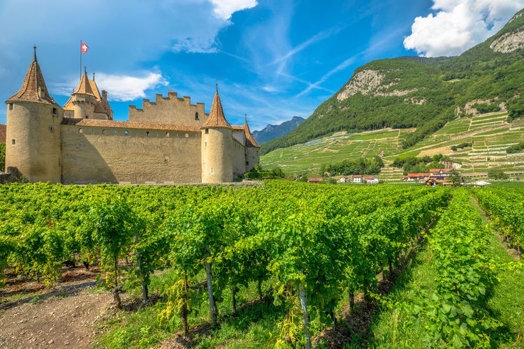 Panoramic view of vineyard on field against sky