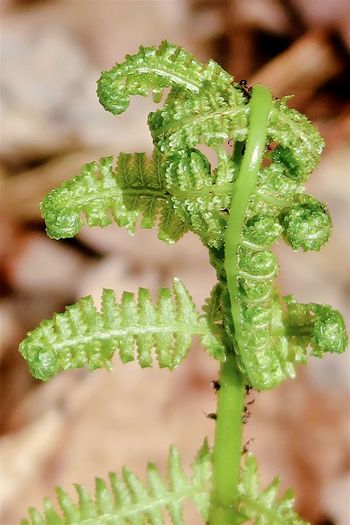 Curled green fern