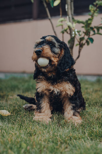Cute two month old cockapoo puppy sitting in a garden, holding a ball in his mouth, selective focus.