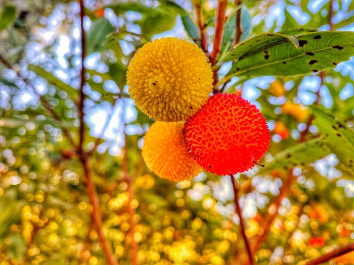 Low angle view of fruits hanging on tree