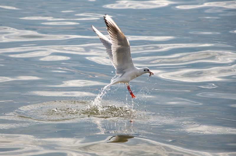 Side view of bird flying over lake while carrying fish in beak