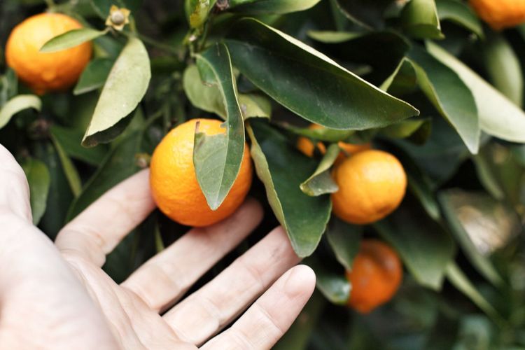 Close-up of hand touching oranges on tree