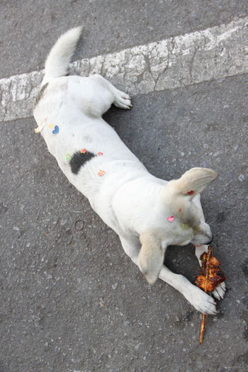 High angle view of cat lying on road