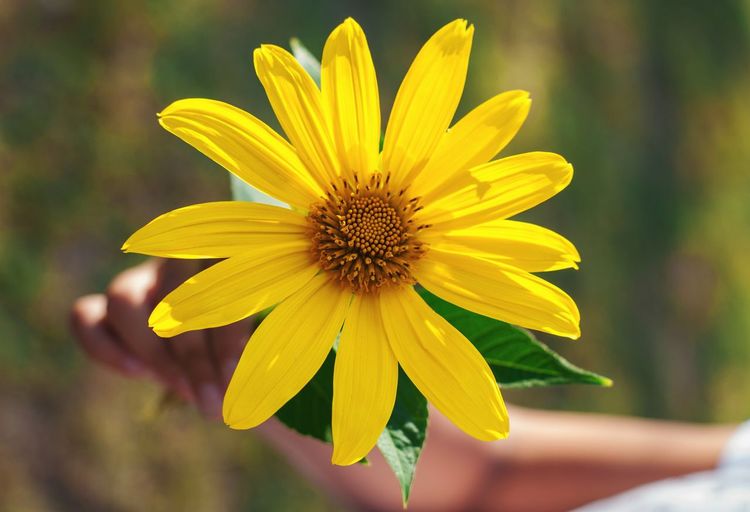 Close-up of yellow flower