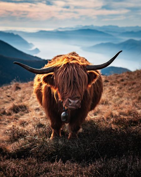 Highland cattle on the monte tamaro