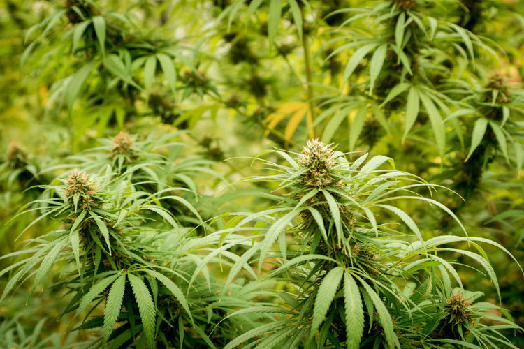 Close-up of fresh green plant in field