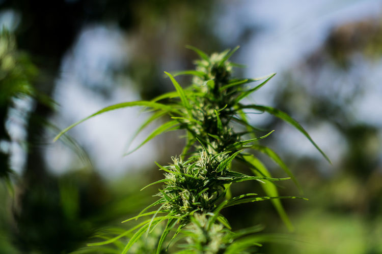 Close-up of fresh green plant