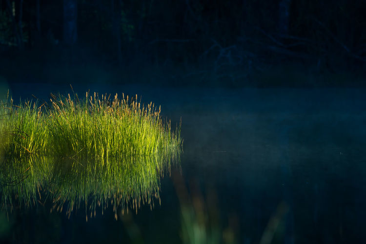 Beautiful green grass growing in the flooded wetlands during spring. grass reflections.