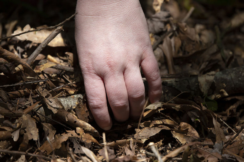 Close-up of hand holding dry leaves on field