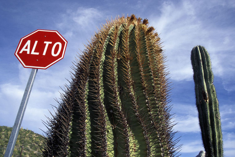 Stop sign in spanish in a desert with cacti in sonora in mexico