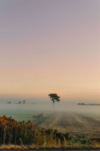 Tree in fog during sunrise