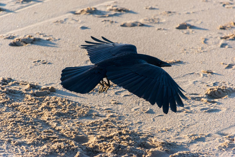 High angle view of bird flying over beach