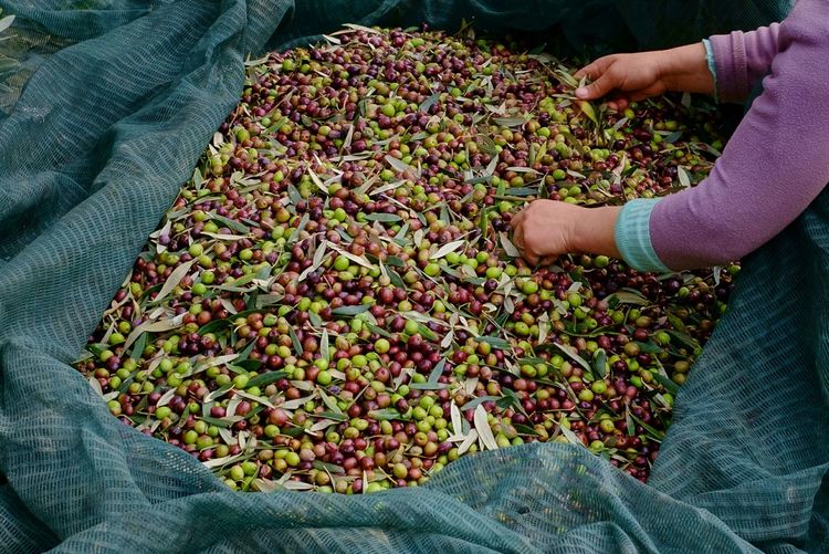 From 100 years old olives of my country 