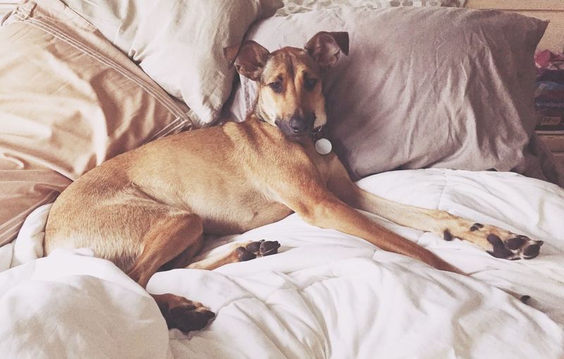 Portrait of dog resting on bed
