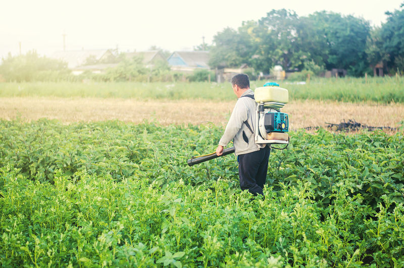 A farmer with a mist sprayer blower processes the potato plantation from pests and fungus infection.