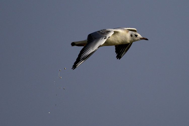 Low angle view of seagull defecating in mid-air