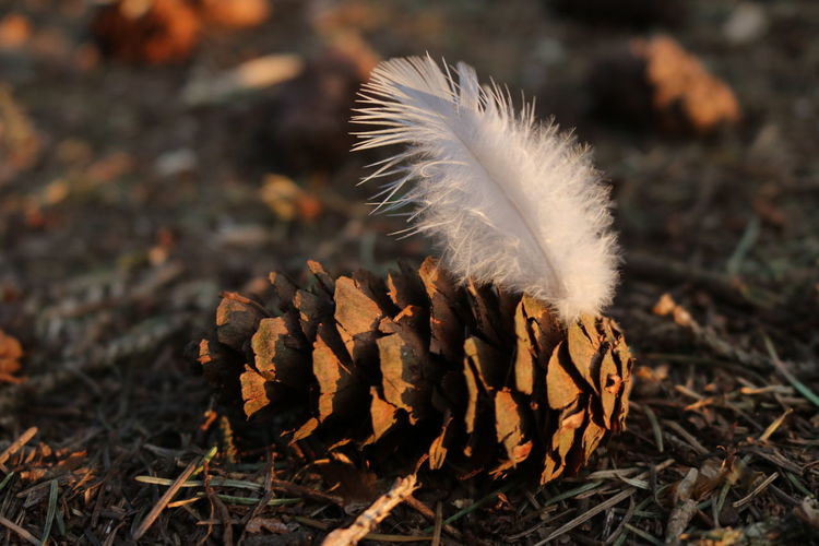 Close-up of feather on pine cone