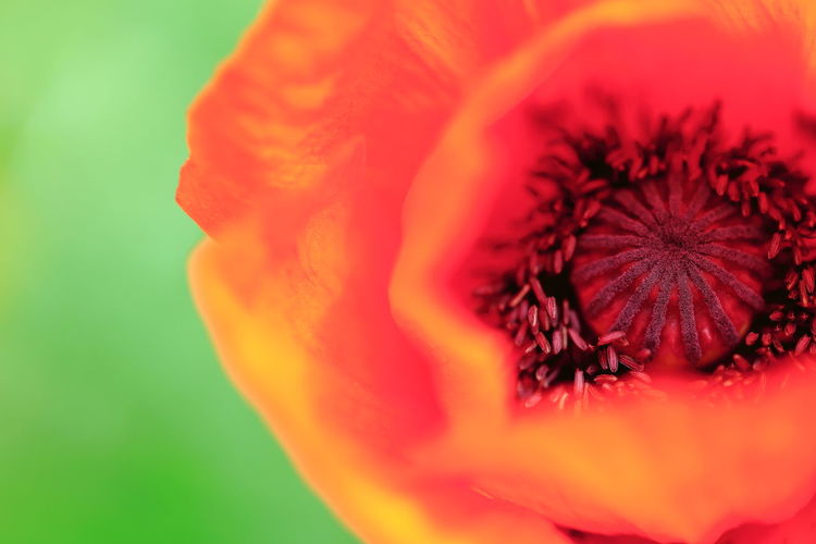 Close-up of red poppy flower