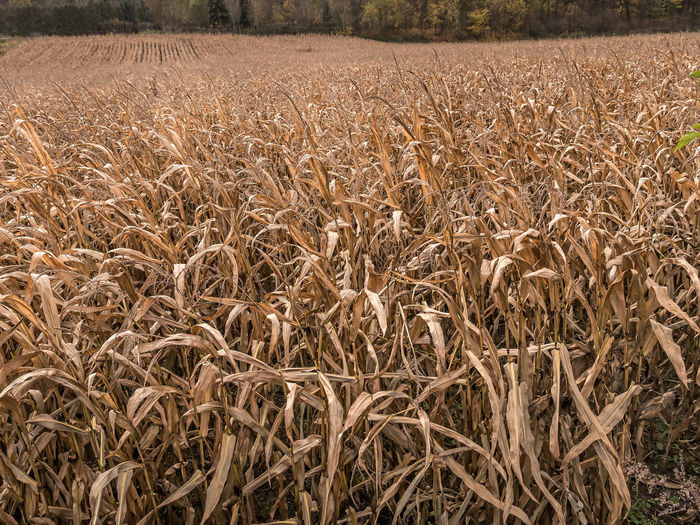 agriculture