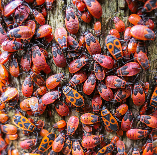Red bugs eating old ill tree in summer