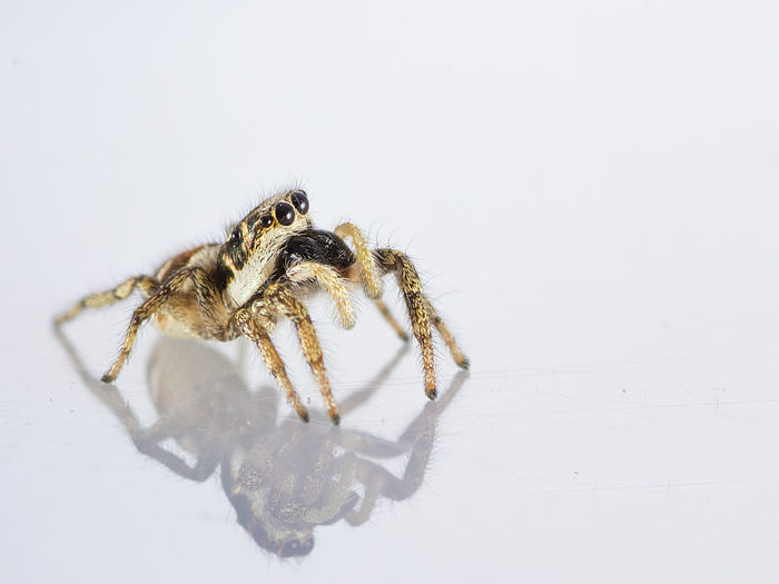 Close-up of jumping spider on white background